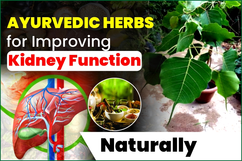 Ayurvedic Herbs for Improving Kidney Function Naturally